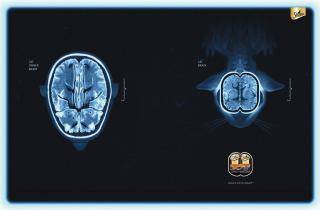 Sheba: Cat Scan